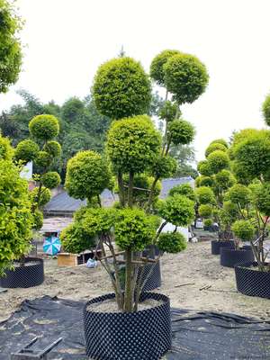 亮晶女貞在綠化工程中的應用與優勢