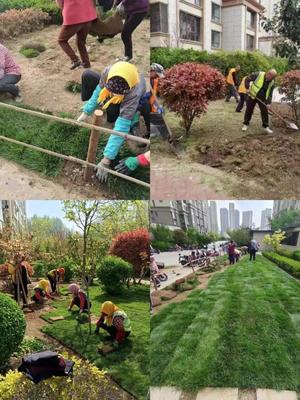 嶗山區物業服務品質提升行動 綠化提升篇——景觀工程