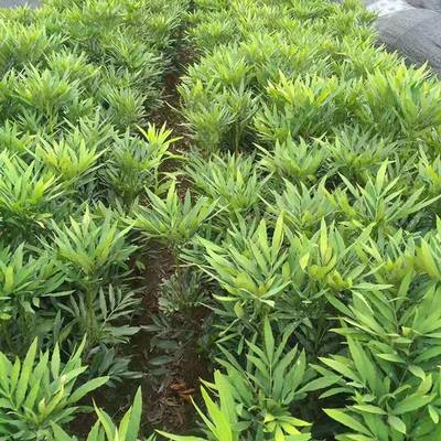 基地批發(fā)毛鵑 優(yōu)質灌木綠化苗木，滿足景觀工程需求