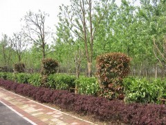 濰坊一諾千金園林綠化工程公司 專業(yè)景觀工程與苗木供應平臺