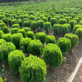 常綠植物在綠化景觀工程中的重要性及苗木選擇要點