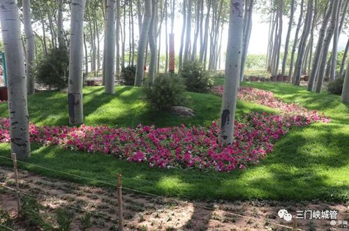 市城管局首屆最美花境競(jìng)賽圓滿(mǎn)落幕，城市景觀(guān)工程再添新亮點(diǎn)