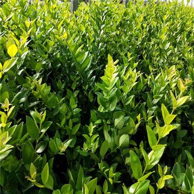 金森女貞 優(yōu)質(zhì)綠化灌木，景觀(guān)工程的理想選擇