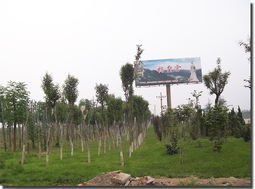 河北邯鄲綠德金園林綠化工程公司 專(zhuān)業(yè)鑄就綠色風(fēng)景，匠心打造河北園林精品