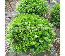 金色夢想，綠色家園——論金綠化工程的生態與社會價值