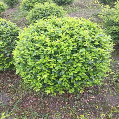 金禾女貞 庭院與綠化工程的優選綠籬苗木